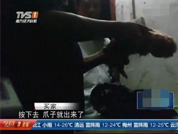 屠宰最新爆料视频,屠宰场内幕惊人曝光! 第1张 屠宰最新爆料视频,屠宰场内幕惊人曝光! 第1张